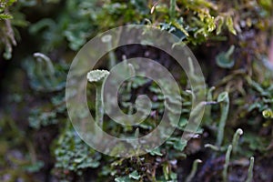 Green moss on the tree