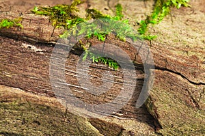 Green moss on the tree, green plant and wood