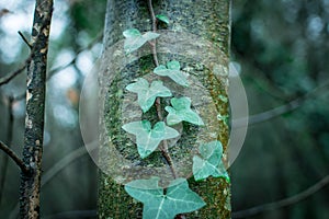 green moss  on  tree and ivy leaves