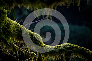 Green moss on tree in Pacific Northwest