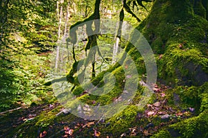 Green Moss Tree Roots