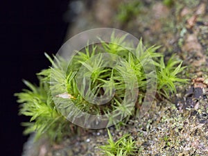 Green Moss on Tree Stem