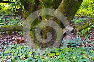 Green moss on tree stem