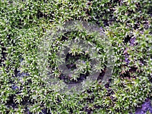 Green moss on a tree stump in the forest.