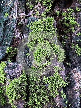 Green moss on a tree stump in the forest.