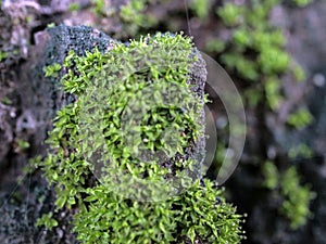 Green moss on a tree stump in the forest.