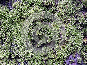 Green moss on a tree stump in the forest.