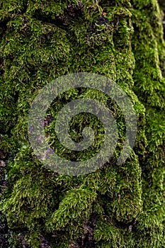 Green moss on the tree, tree bark, background