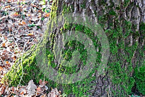 Green moss. Tree trunk. Forest vegetation. Tree bark.