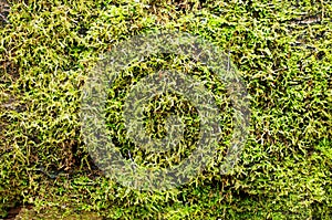 Green moss on a tree trunk. Moss texture background.