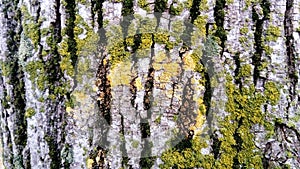 Green moss on a tree trunk. Old bark. Creeping spore green plant without roots and flowers