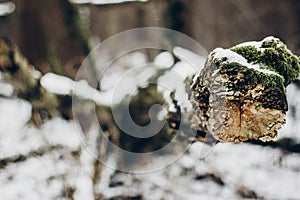 Green moss on tree under snow. plants close up in snowy winter p