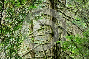 Green Moss on Trees in Redwood National Park, California