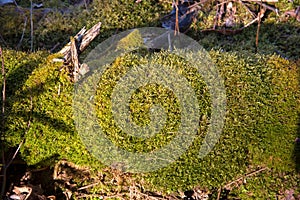 Green moss on the trunk of an old rotten tree that fell to the ground in the forest. Dead wood in wildlife background