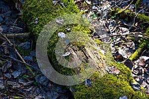 Green moss on the trunk of an old rotten tree that fell to the ground in the forest. Dead wood in wildlife background