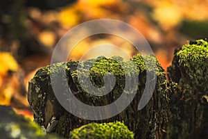 Green moss on the trunk of rotten tree