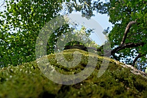 Green moss on the trunk of a tree in a forest, close-up.