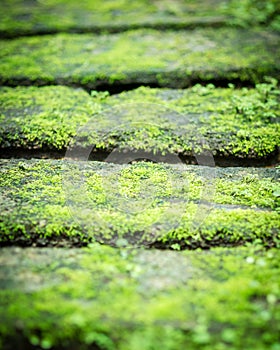 Green moss on walker street