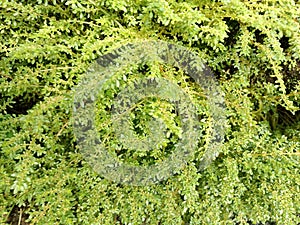 green moss on the wall from the front view