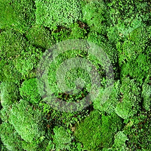 Green moss wall isolated objekcts