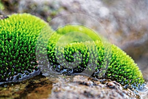 Green moss in water