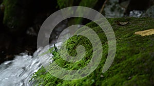 Green moss and waterfall in rainforest