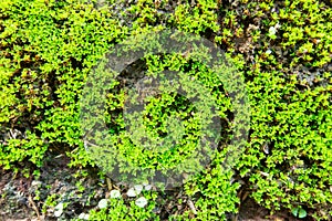 Green moss on wet wall