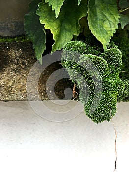 Green moss on white as a wide border