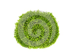 Green moss on white background