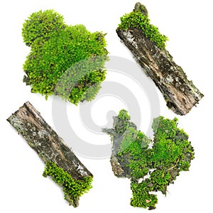 Green moss on white background