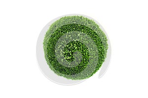 Green moss on a white background. botanical concept