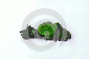 Green moss white background. Decorative material from moss