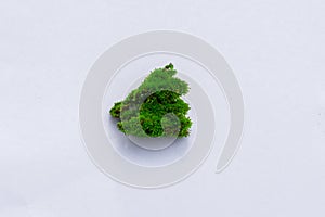 Green moss white background. Decorative material from moss