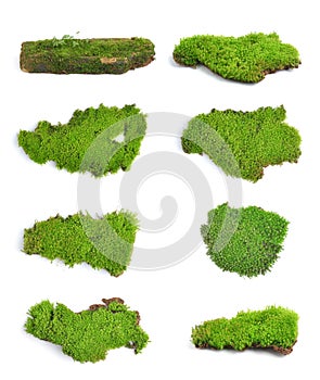 Green moss on white bakground photo