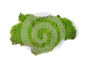 Green moss on white bakground photo