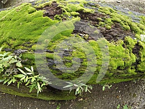green moss on wood, moss on stone, green moss on stone, wood covered with green moss
