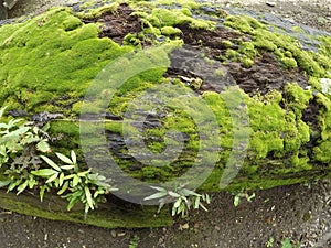 green moss on wood, moss on stone, green moss on stone, wood covered with green moss photo