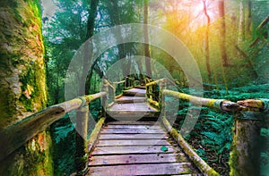 Green moss and wooden bridge at Angka nature trail in Doi Inthanon national park, Chaingmai,Thailand