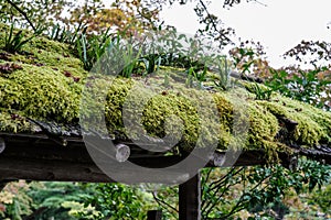 Green moss on wooden roof top