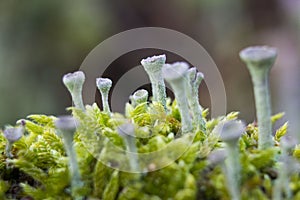 Green moss in the woods of the netherlands