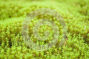 Green mosses
