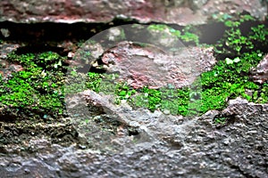 green mosses grow on concrete