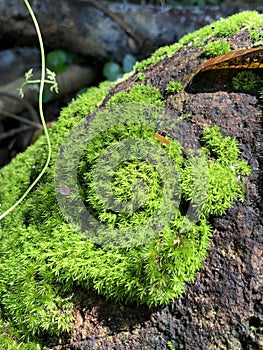 Green mosses growing on a rock.