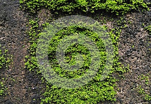 Green Mosses plants on the concrete brick wall