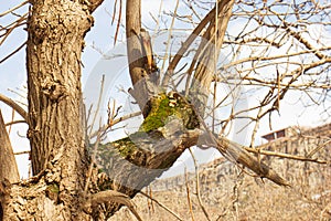 Green mosses on the tree in winter