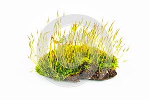 Green mosses on white