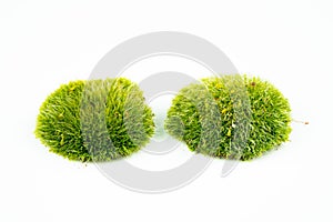 Green mosses on white