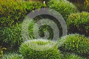 Green mosses on white