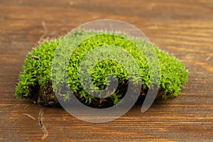 Green mosses on white