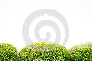 Green mosses on white
